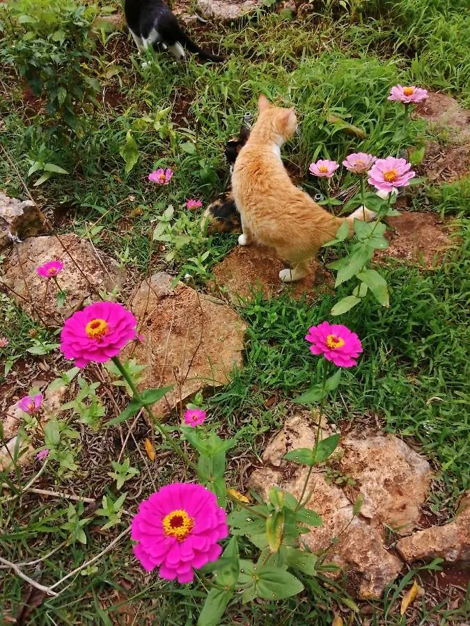 Вилла Jungle Oasis Тулум