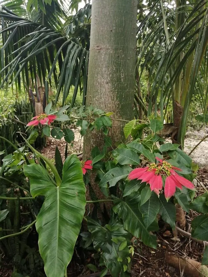 Вилла Jungle Oasis Тулум 0*,